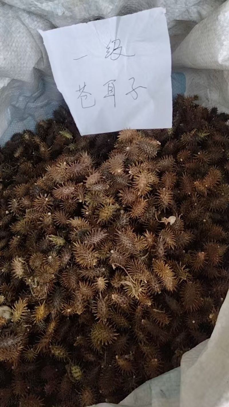 苍耳子，产品质量稳定，货量充足，价格实惠，欢迎咨询