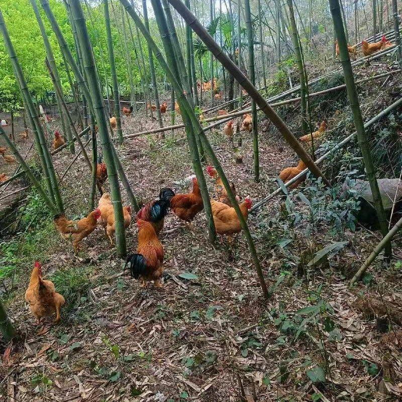 大公鸡，自家养殖散养，诚信经营，量大从优致电联系