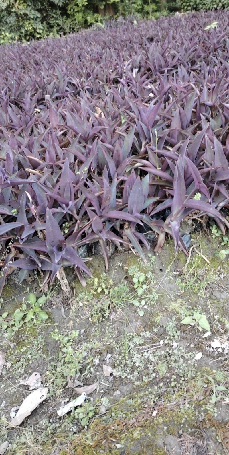 紫罗兰杯苗，基地常年直销，物美廉价，各种规格，量大从优