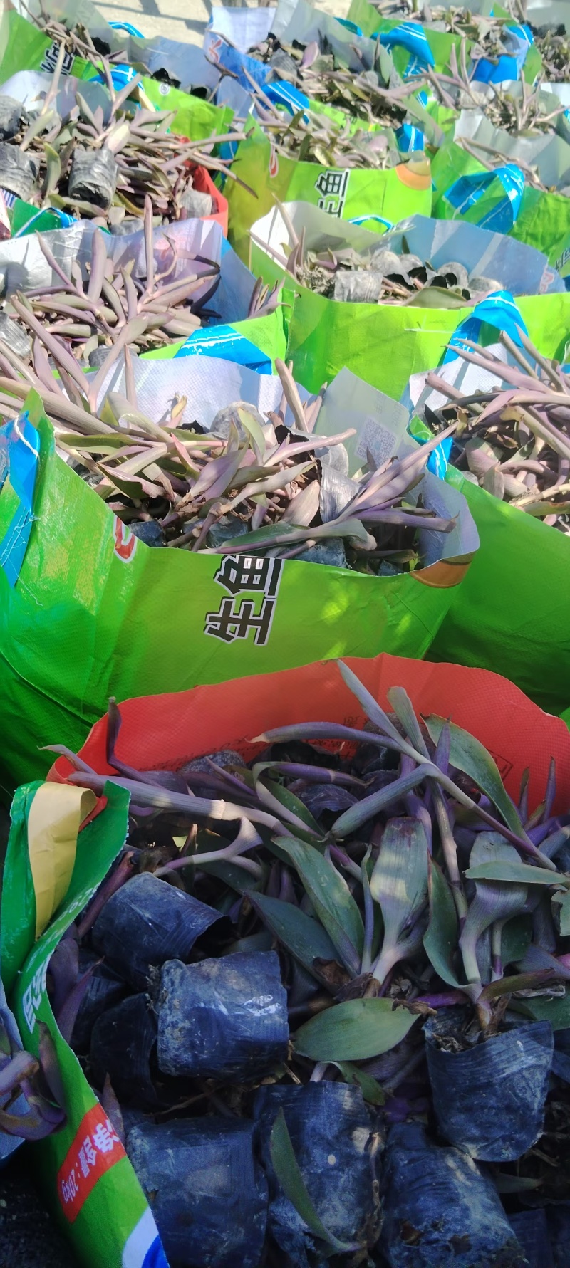 紫罗兰杯苗，基地常年直销，物美廉价，各种规格，量大从优