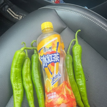 湘研55号辣椒🌶️