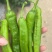 湘研55号辣椒🌶️