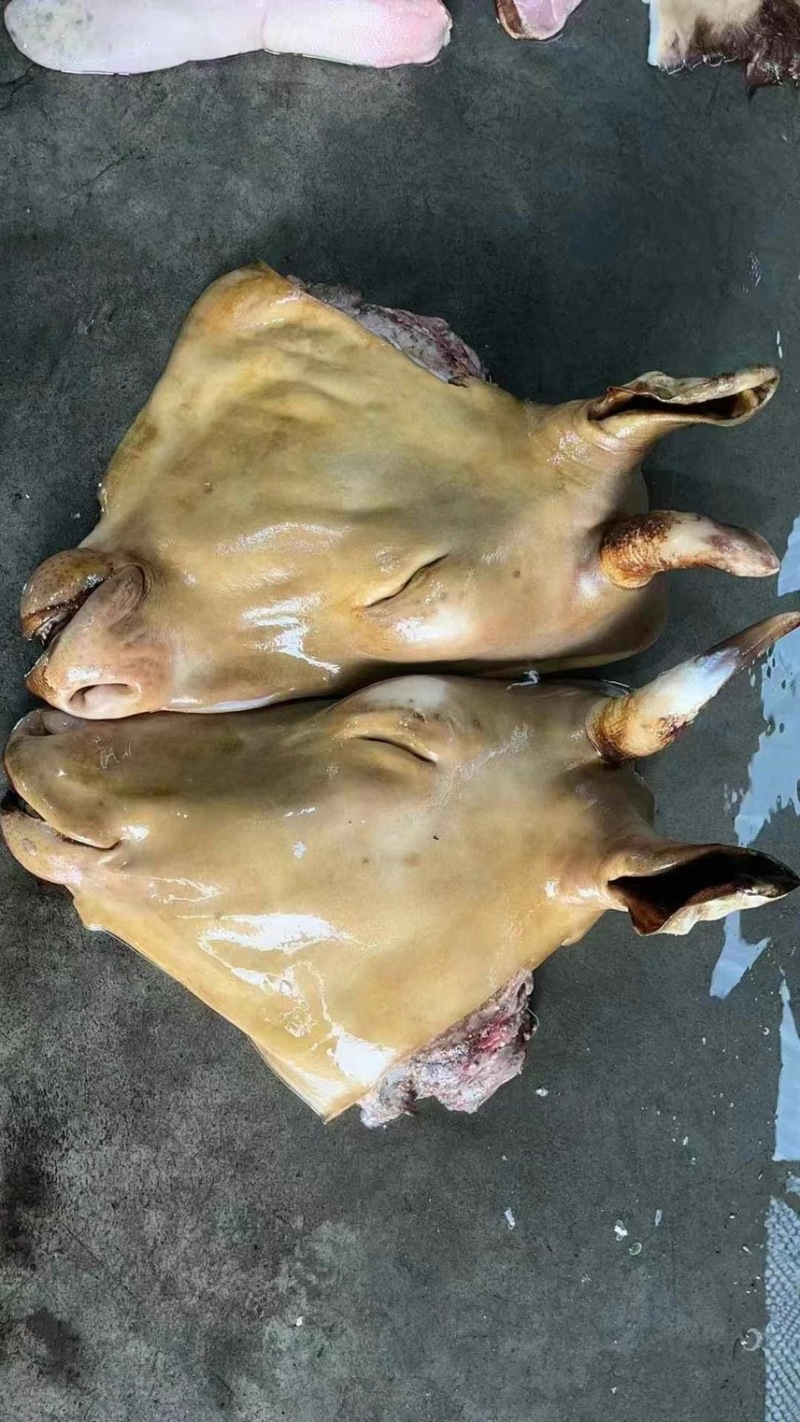 牛头肉品质之选正品保障无杂质厂家直销