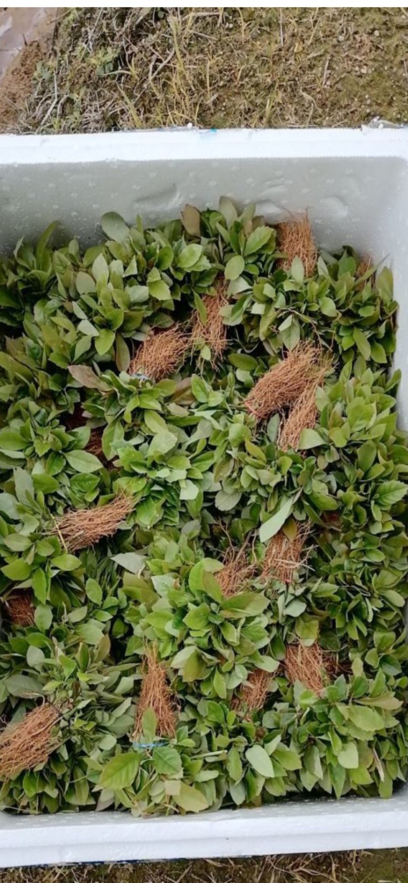 木荷芽苗奉新县邹家苗圃基地大量供应300万以上芽苗