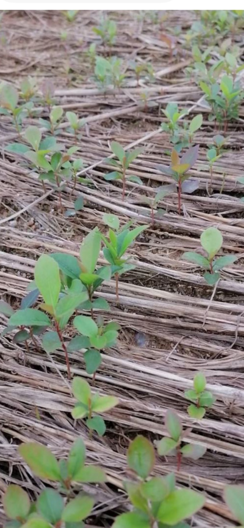 木荷芽苗奉新县邹家苗圃基地大量供应300万以上芽苗