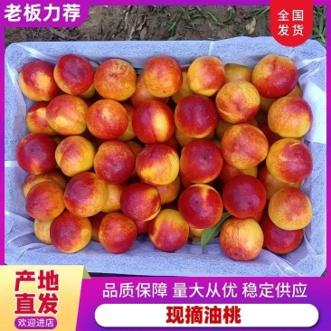 山西中油27.19.世纪之星黄肉油桃产地直发欢迎合作。