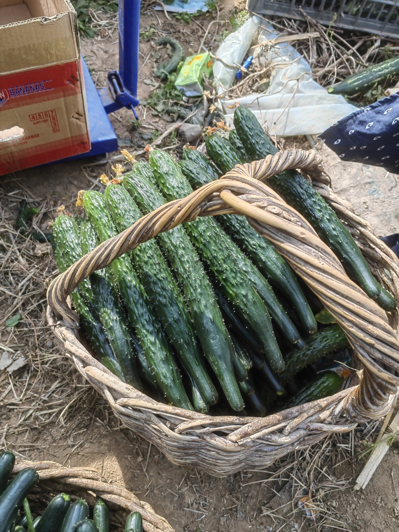 黄瓜，干花带刺，可供市场，电商，超市产地直发
