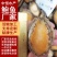 鲍鱼肉12-15头活鲍鱼加工速冻商用海鲜水产冻品批发