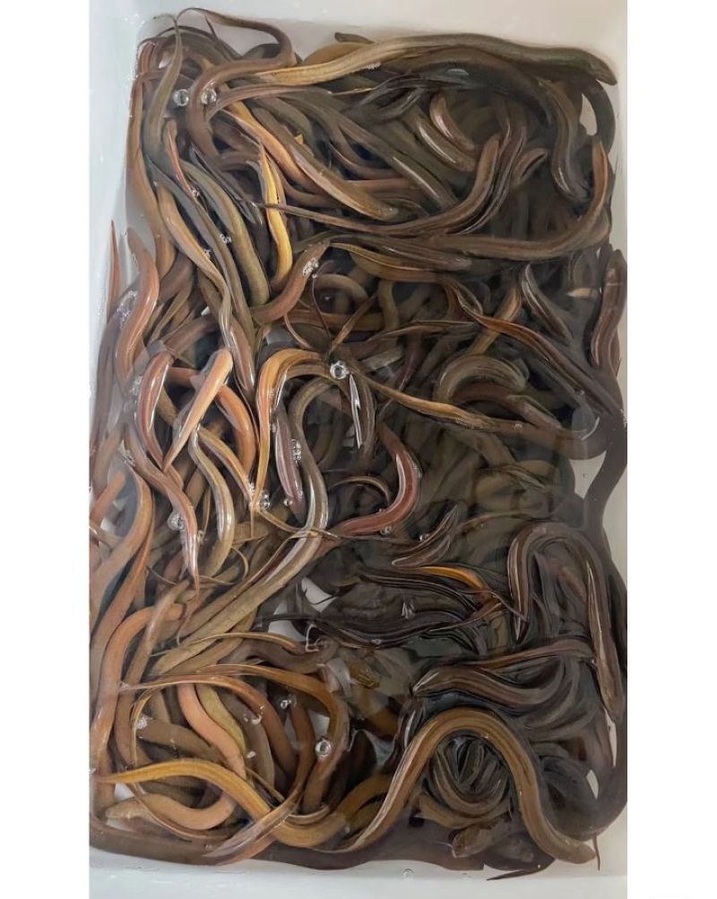 黄鳝山区大量有