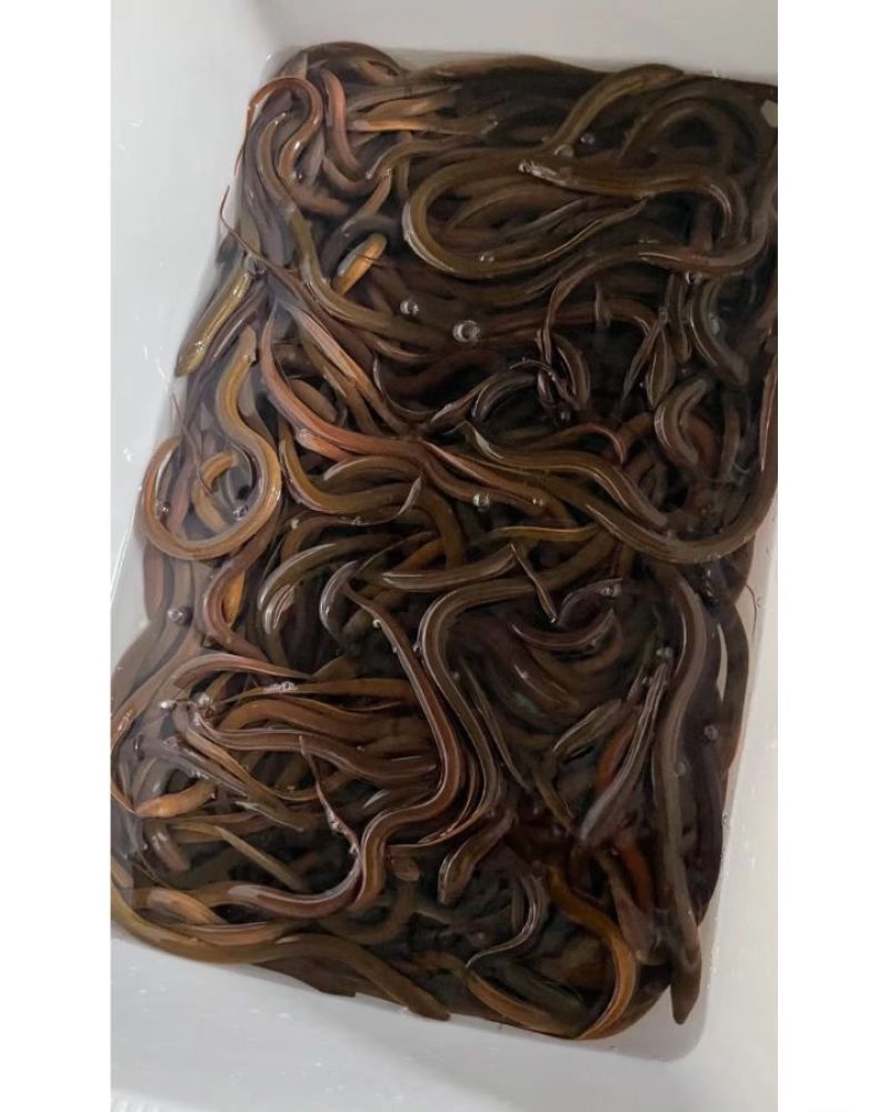 黄鳝山区大量有