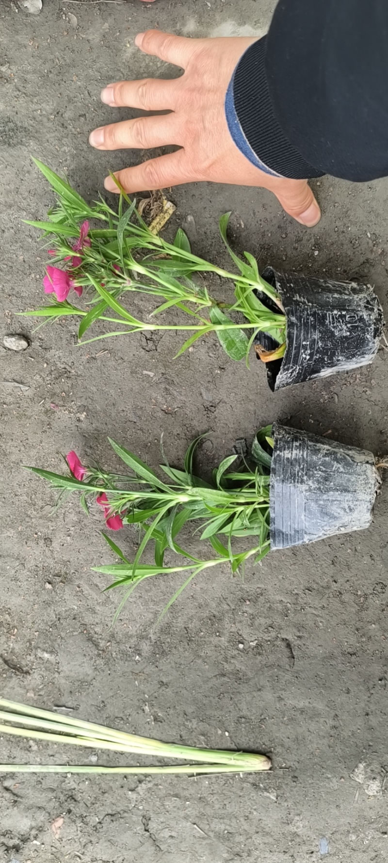 石竹杯苗批发，高度20-30各种规格，基地直销。