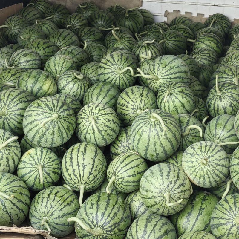 精品口口脆