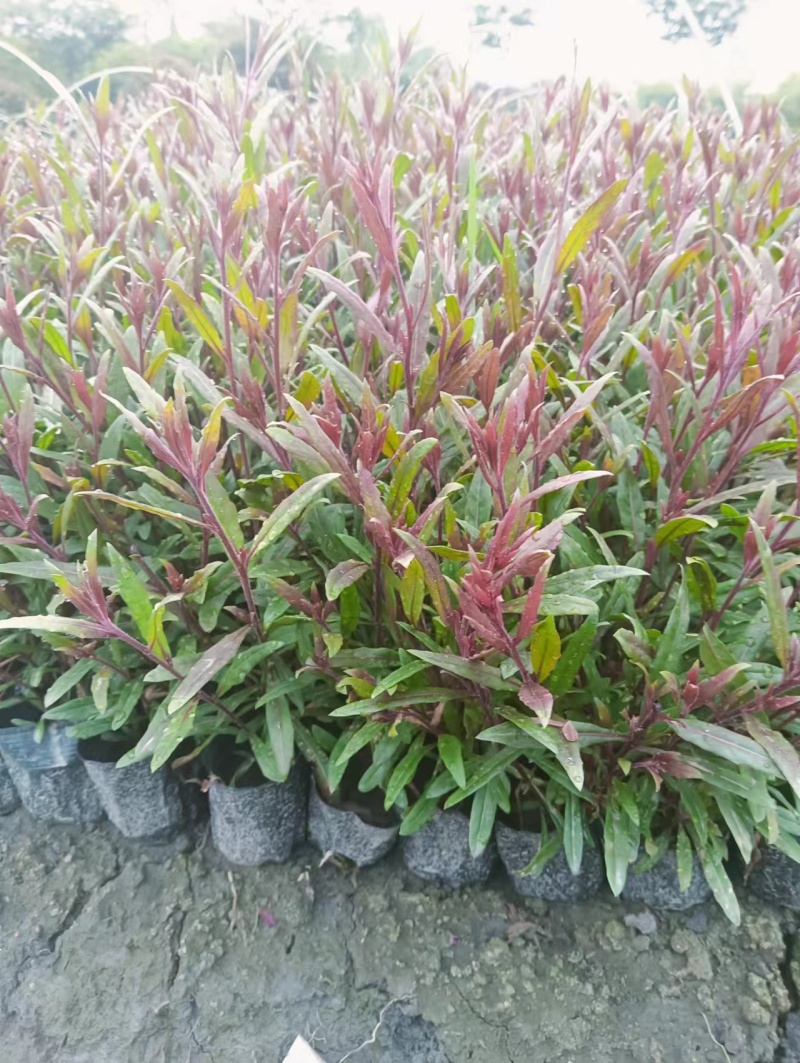 精品山桃草又名千鸟花，基地常年直销，各种规格，大量出售