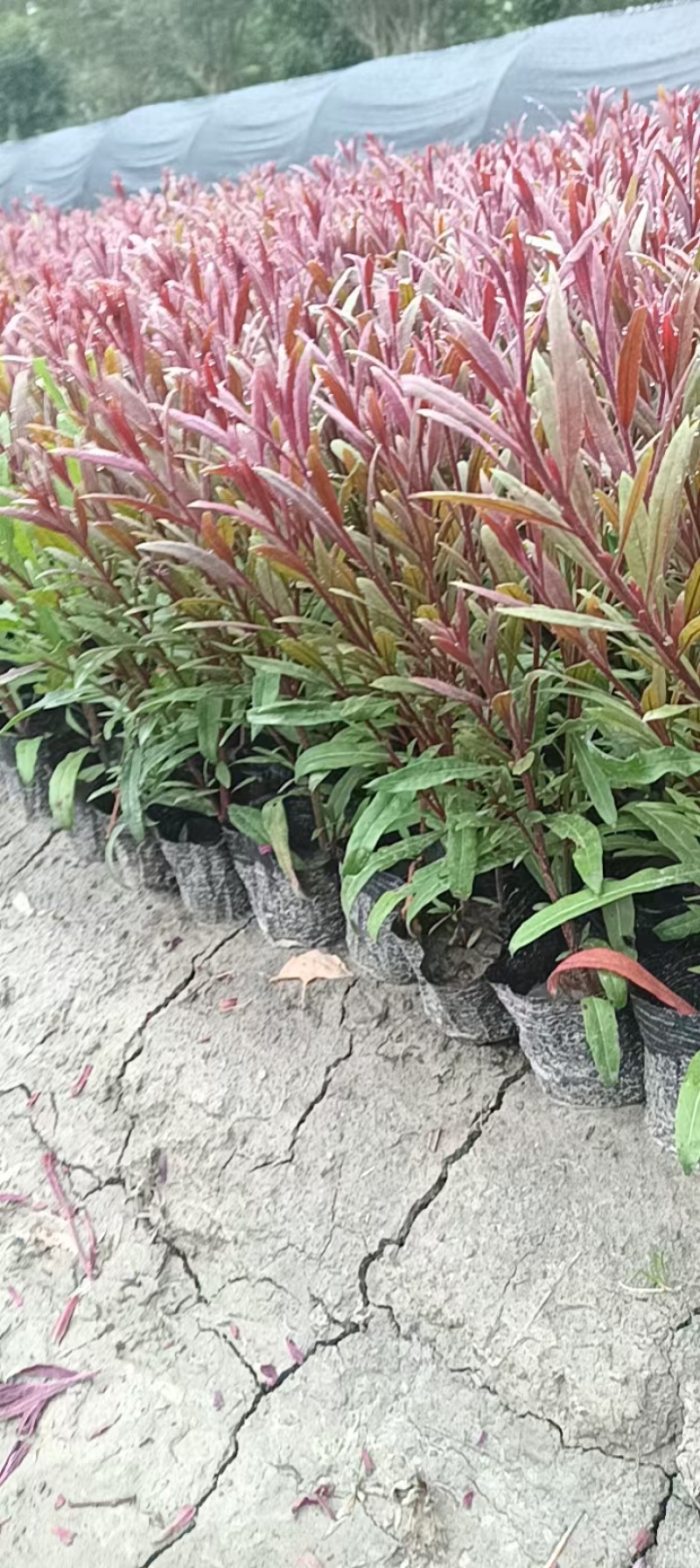 精品山桃草又名千鸟花，基地常年直销，各种规格，大量出售