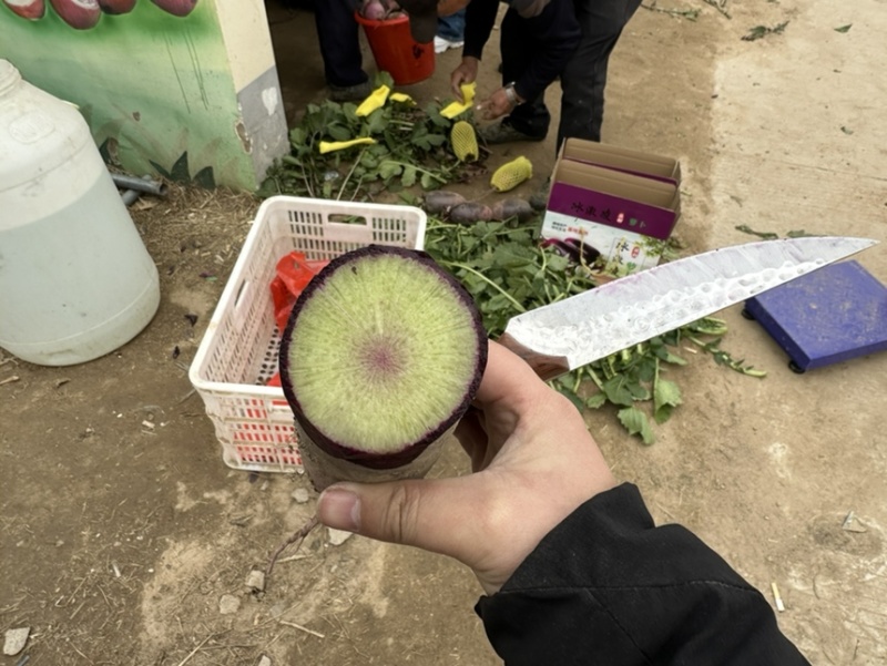 潍坊寿光冰激凌水果萝卜口感脆甜水分足大小规格都有按需分拣
