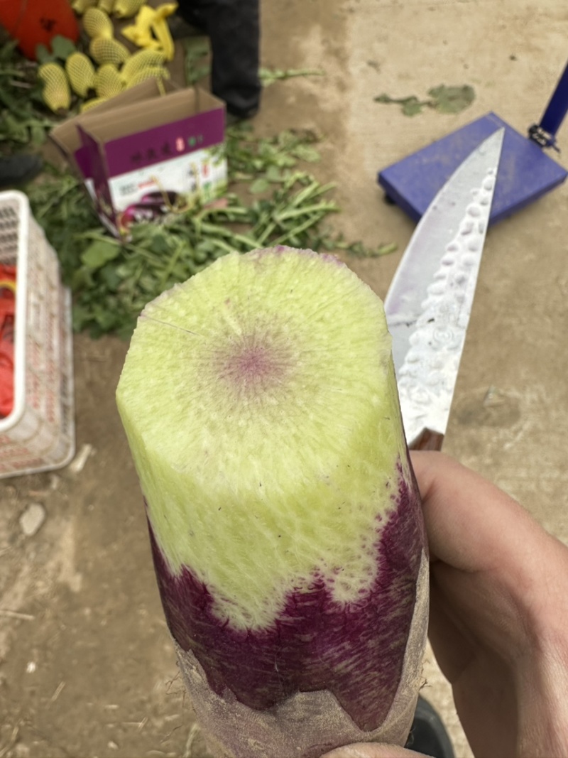潍坊寿光冰激凌水果萝卜口感脆甜水分足大小规格都有按需分拣