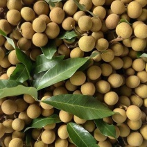 【推荐】广东茂名储良龙眼果园直发量大从优欢迎来电