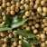 【推荐】广东茂名储良龙眼果园直发量大从优欢迎来电