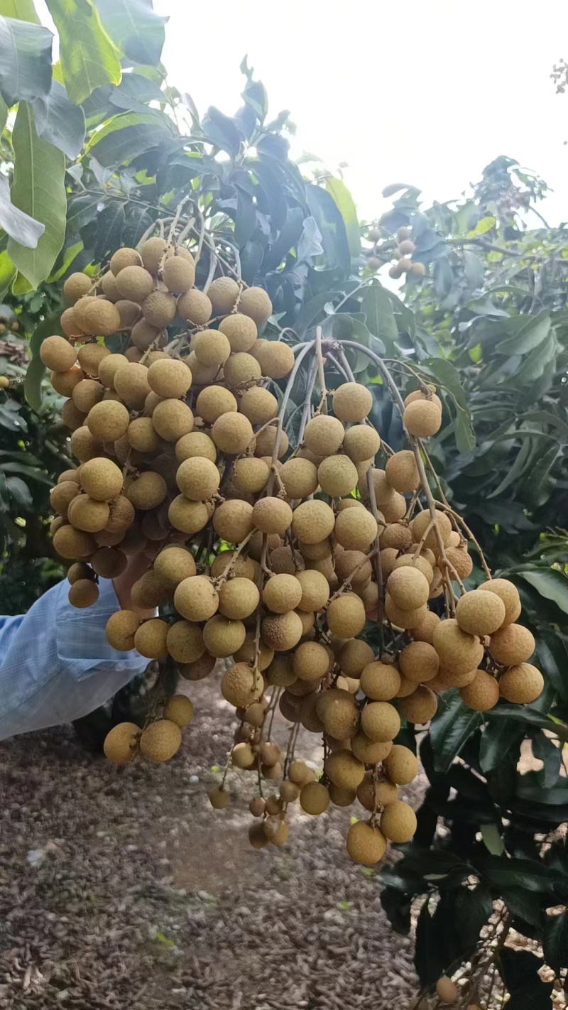【推荐】广东茂名储良龙眼果园直发量大从优欢迎来电