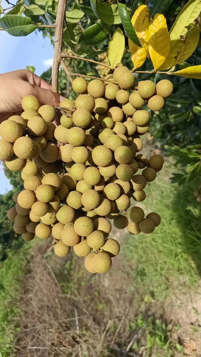 【推荐】广东茂名储良龙眼果园直发量大从优欢迎来电