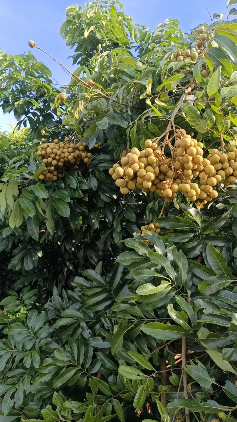 【推荐】广东茂名储良龙眼果园直发量大从优欢迎来电