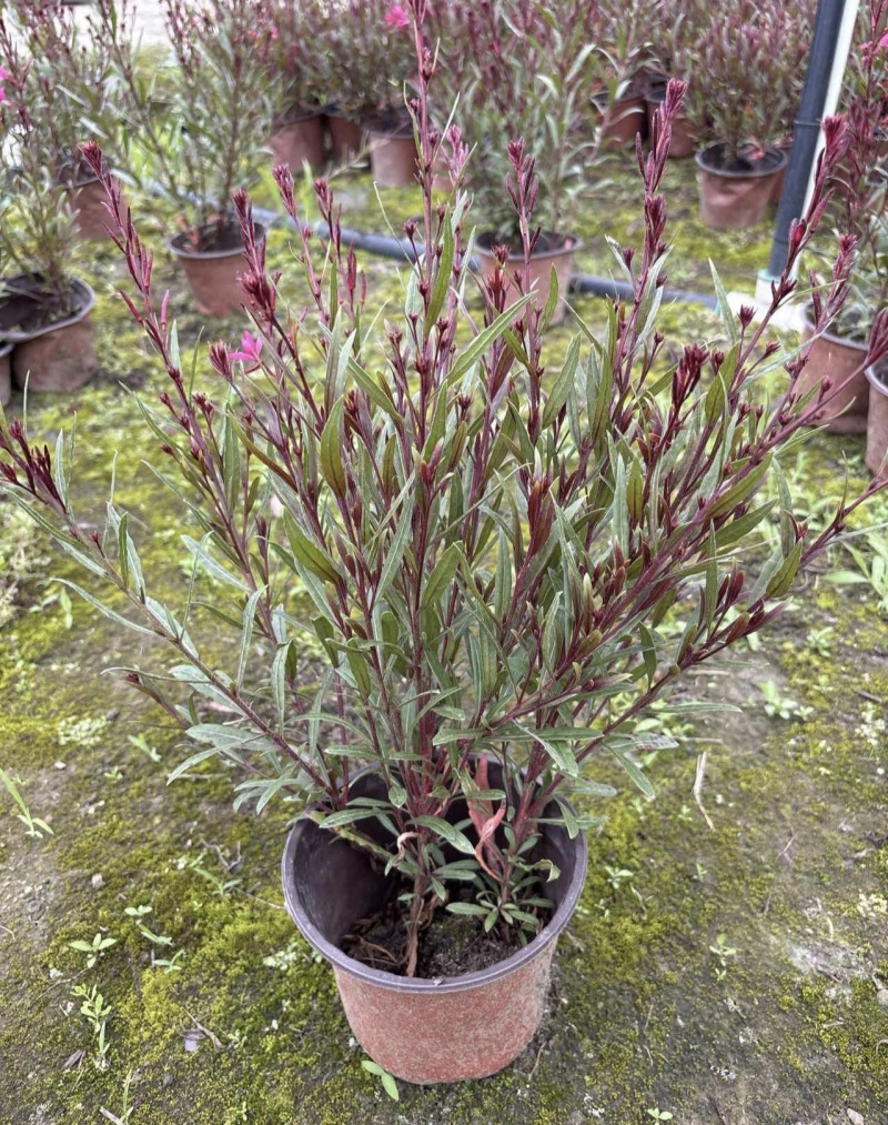 精品山桃草又名千鸟花，基地常年直销，各种规格，大量出售