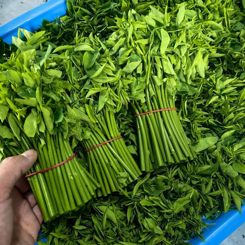特香品种树仔菜