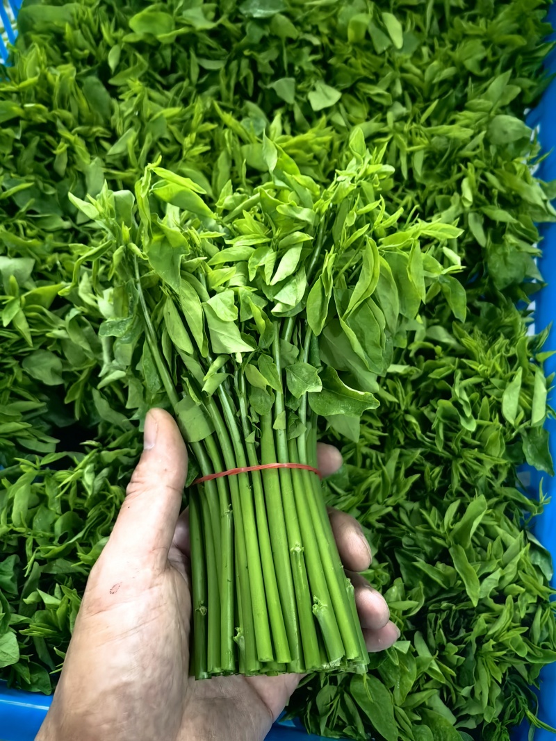 特香品种树仔菜