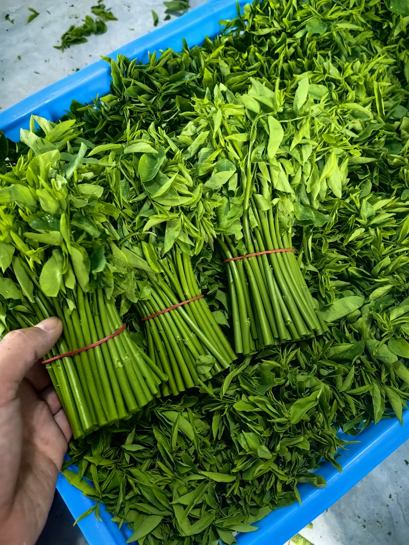 特香品种树仔菜