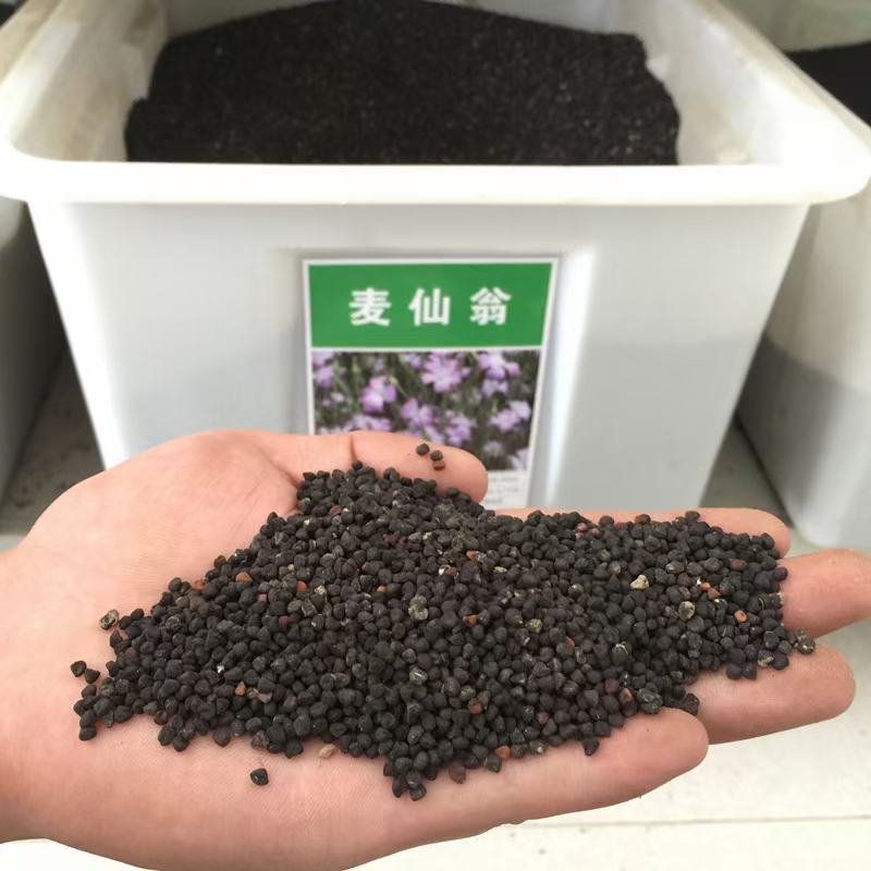 麦仙翁种子厂家一手货源批发品质保证价格便宜欢迎下单咨询