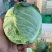 精品有机甘蓝圆包菜，全国发货，保质保量，可对接各大批发市场