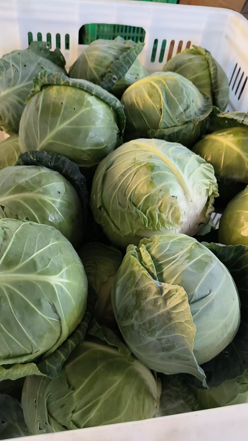 精品有机甘蓝圆包菜，全国发货，保质保量，可对接各大批发市场