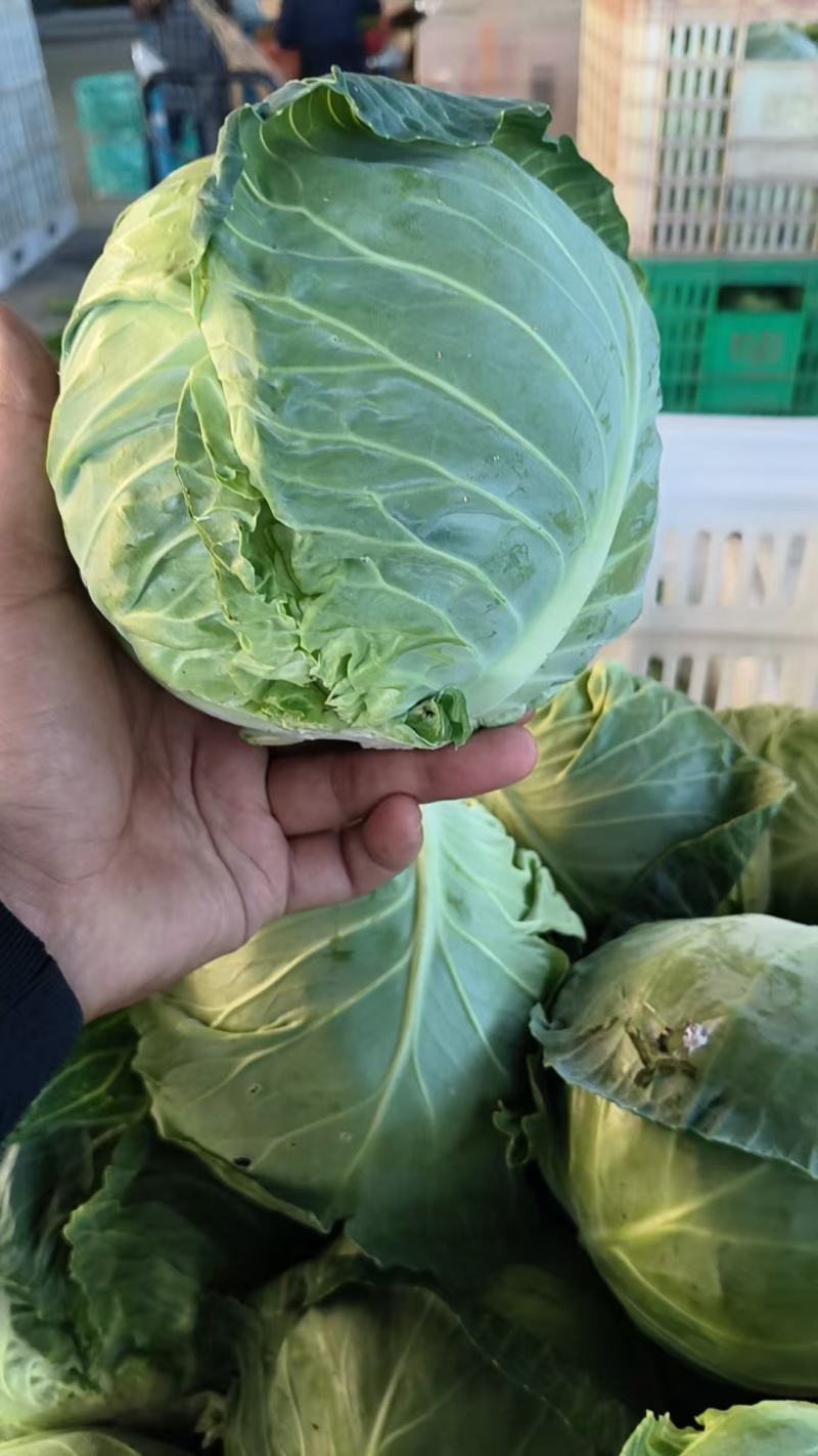 精品有机甘蓝圆包菜，全国发货，保质保量，可对接各大批发市场