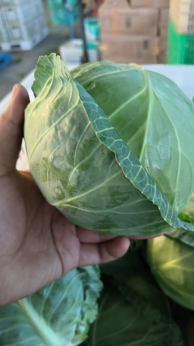 精品有机甘蓝圆包菜，全国发货，保质保量，可对接各大批发市场