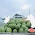 大棚头茬美都西瓜绵阳游仙区开园