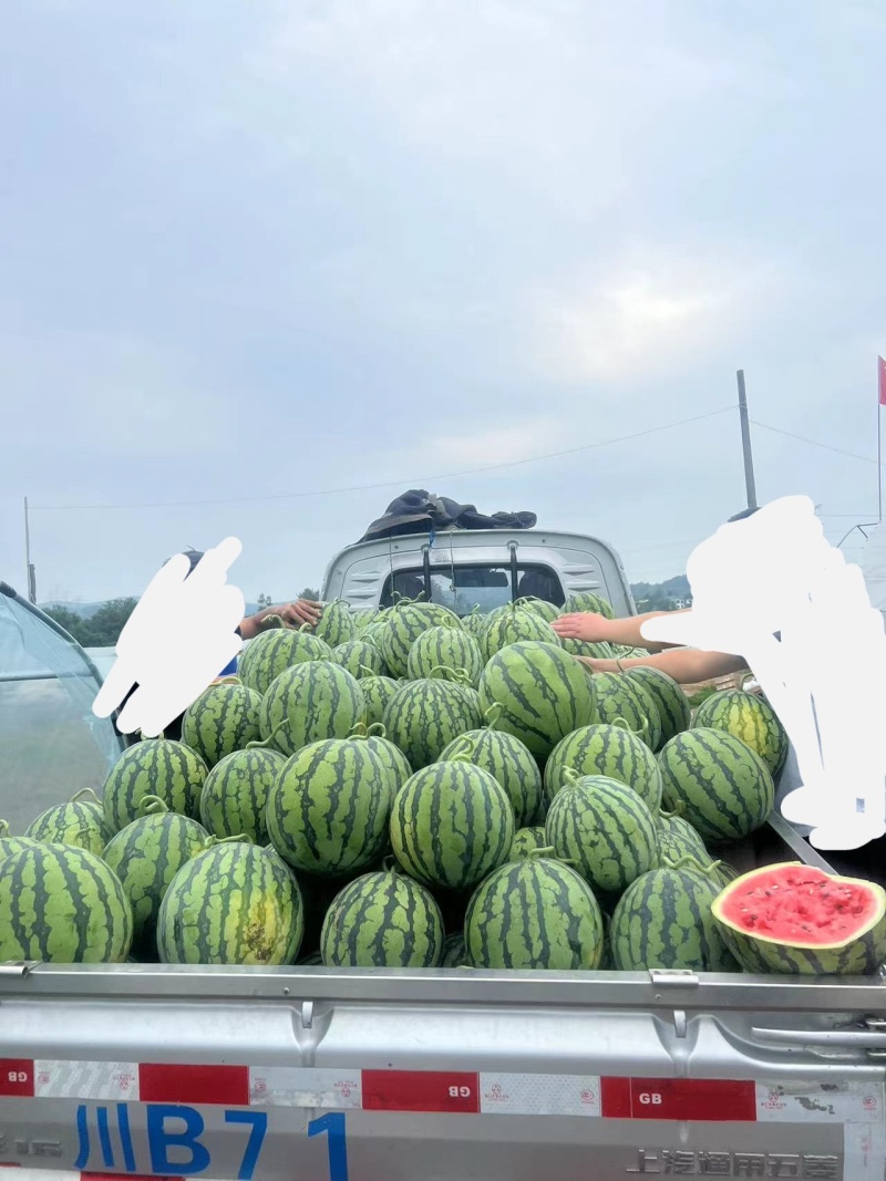大棚头茬美都西瓜绵阳游仙区开园