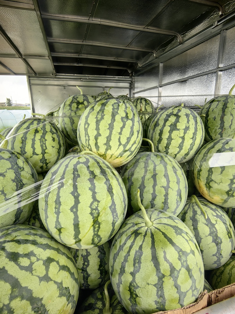 大棚头茬美都西瓜绵阳游仙区开园