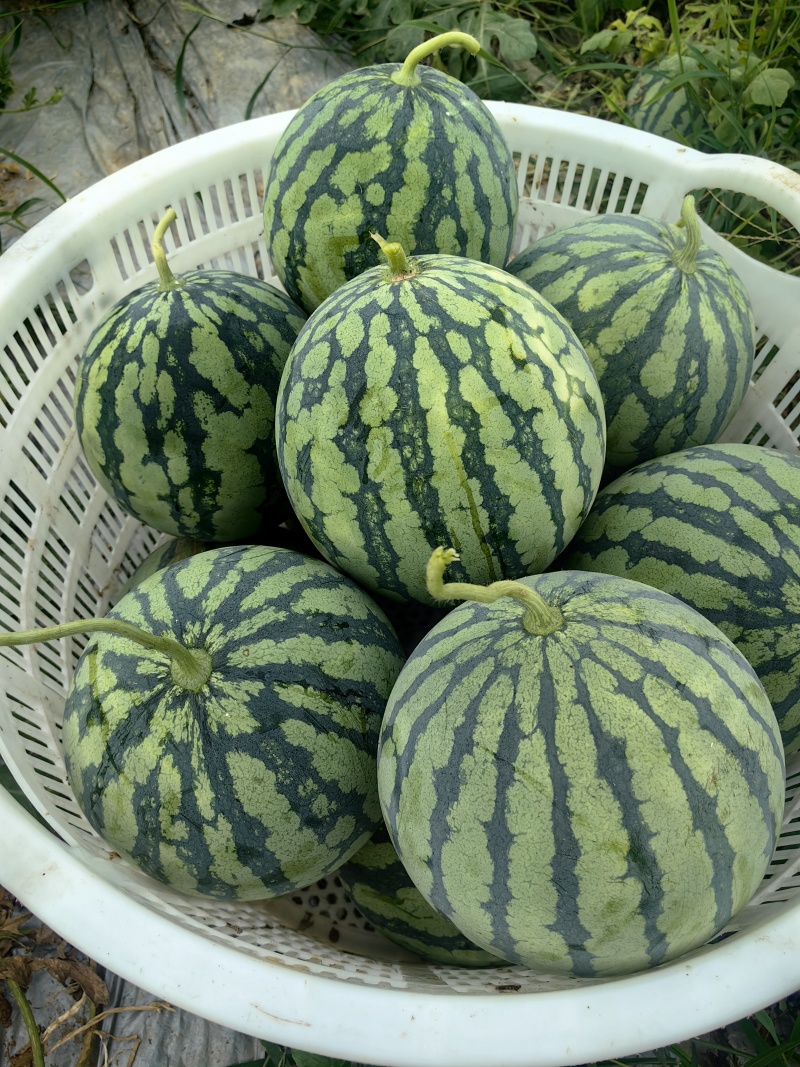 大棚头茬美都西瓜绵阳游仙区开园