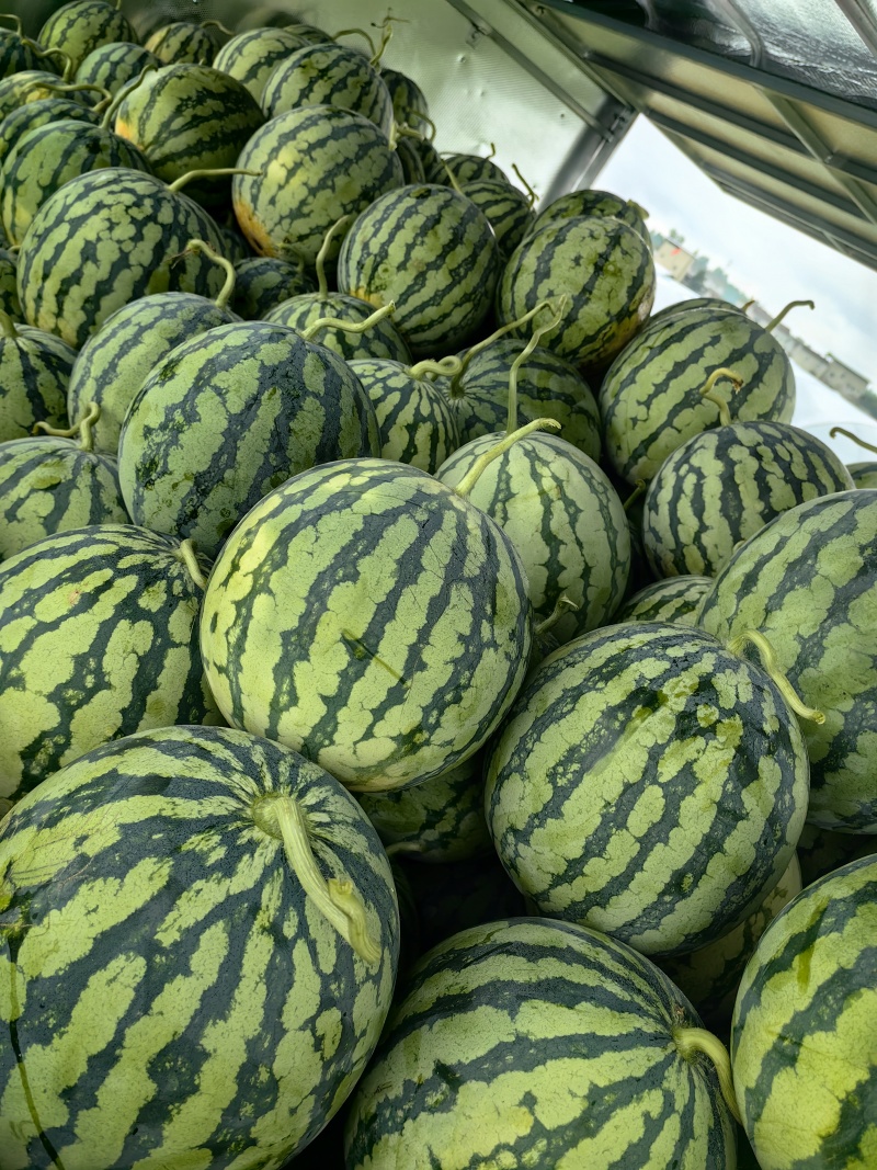 大棚头茬美都西瓜绵阳游仙区开园