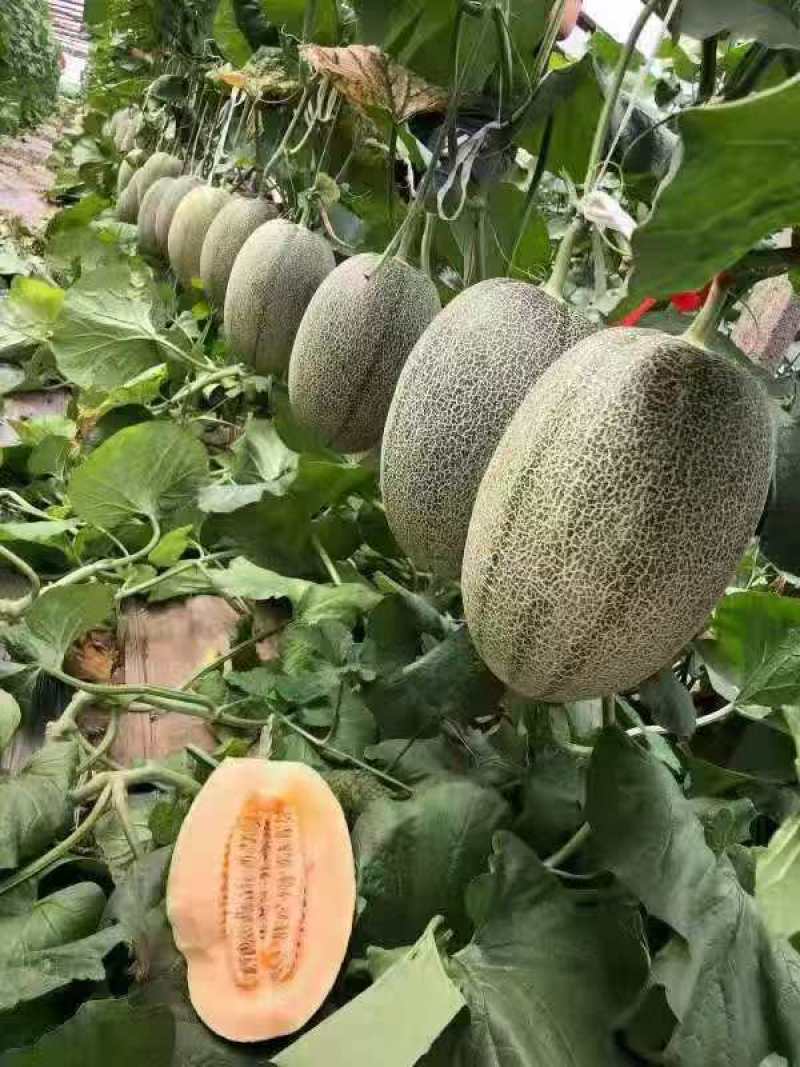 晓密25