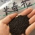 长春花种子厂家一手货源批发品质保证价格便宜欢迎下单咨询