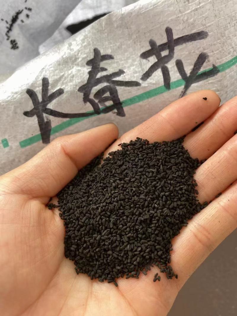 长春花种子厂家一手货源批发品质保证价格便宜欢迎下单咨询
