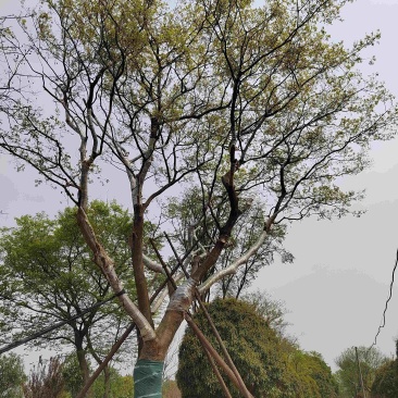 移栽精品56公分朴树