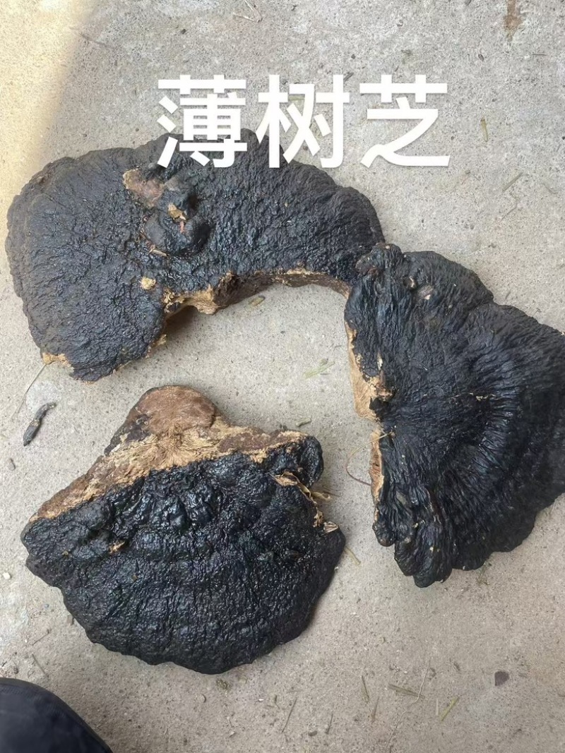 野生薄树芝整个一手货源稳定供货欢迎咨询
