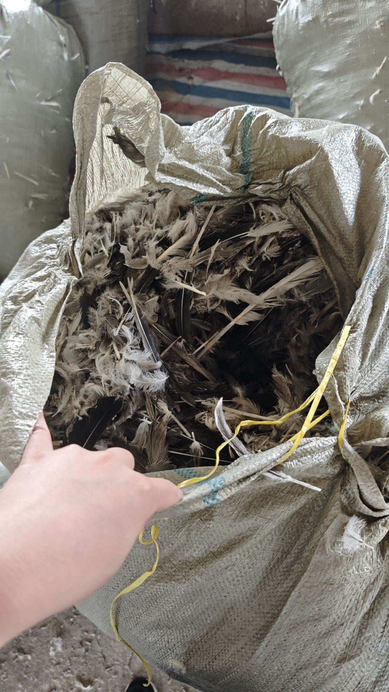 鹅毛，干鹅毛，朗德鹅毛，人工翻晒，质量保证好