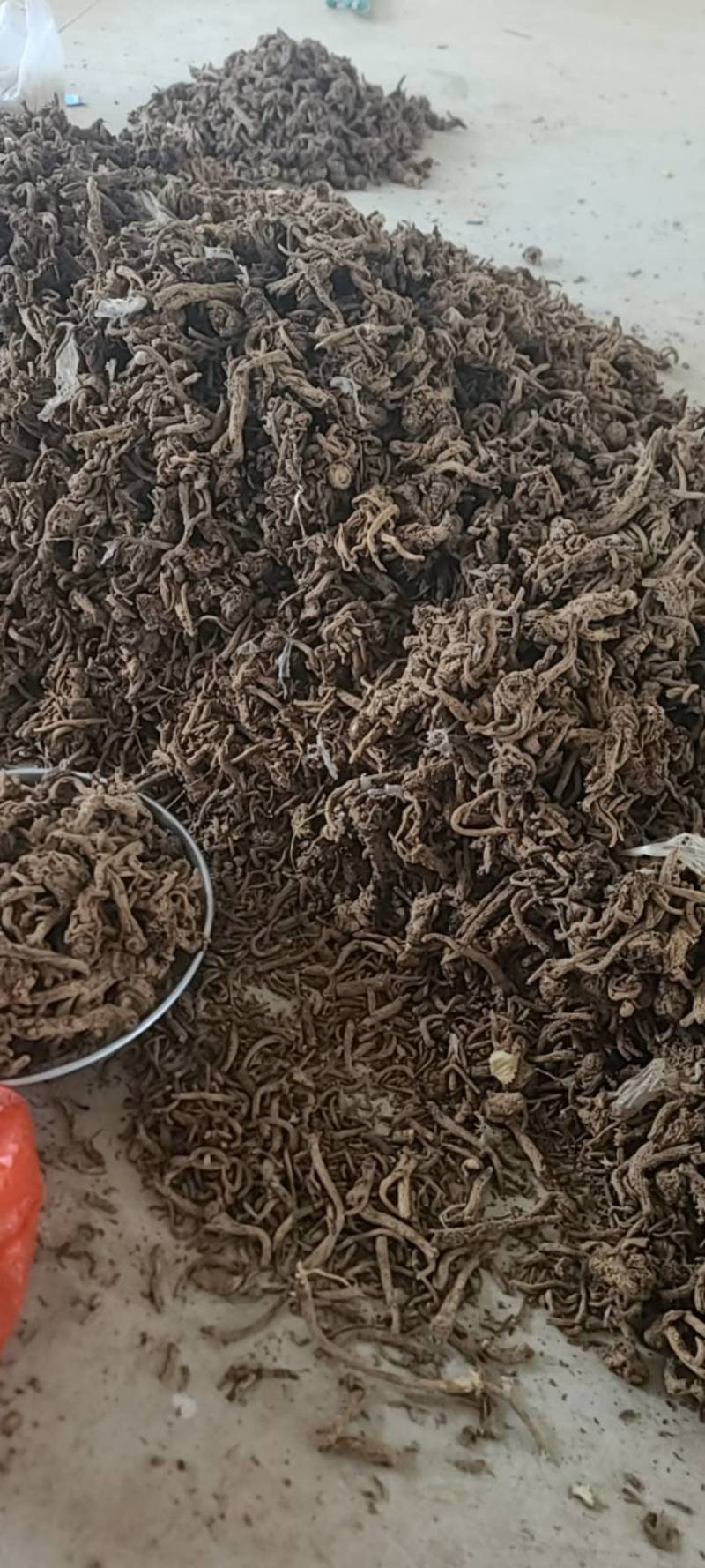 肉独活切片产地直供