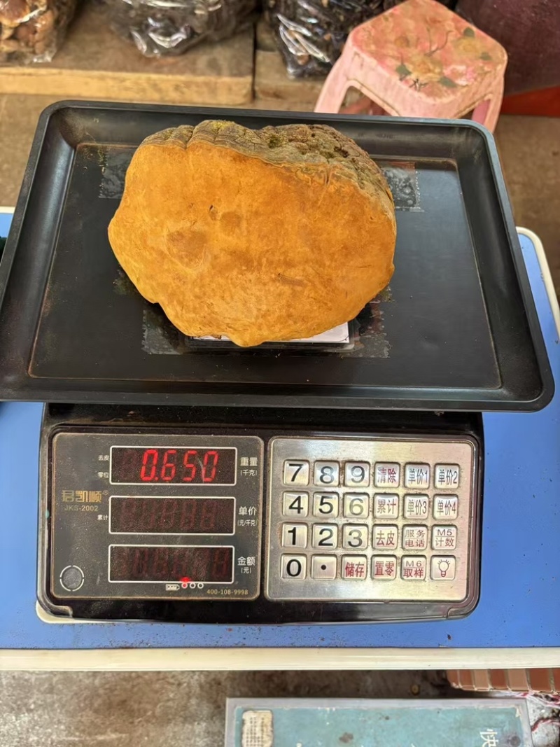 【大货批发】桑黄马蹄黄大块头桑黄干肉质黄无硫桑黄煮水