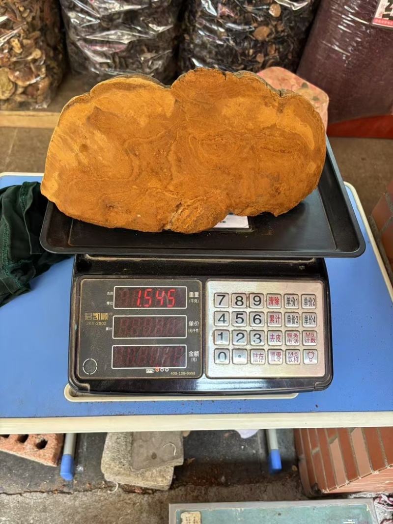【大货批发】桑黄马蹄黄大块头桑黄干肉质黄无硫桑黄煮水