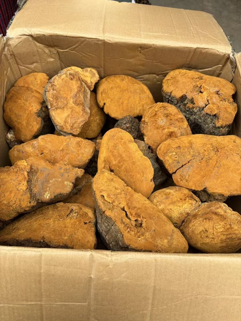【大货批发】桑黄马蹄黄大块头桑黄干肉质黄无硫桑黄煮水