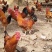 六安晚南黄散放土鸡200天不是阎鸡